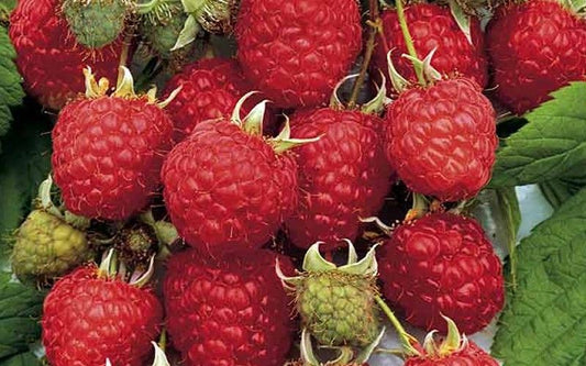 NOVA SCOTIA RASPBERRY HONEY