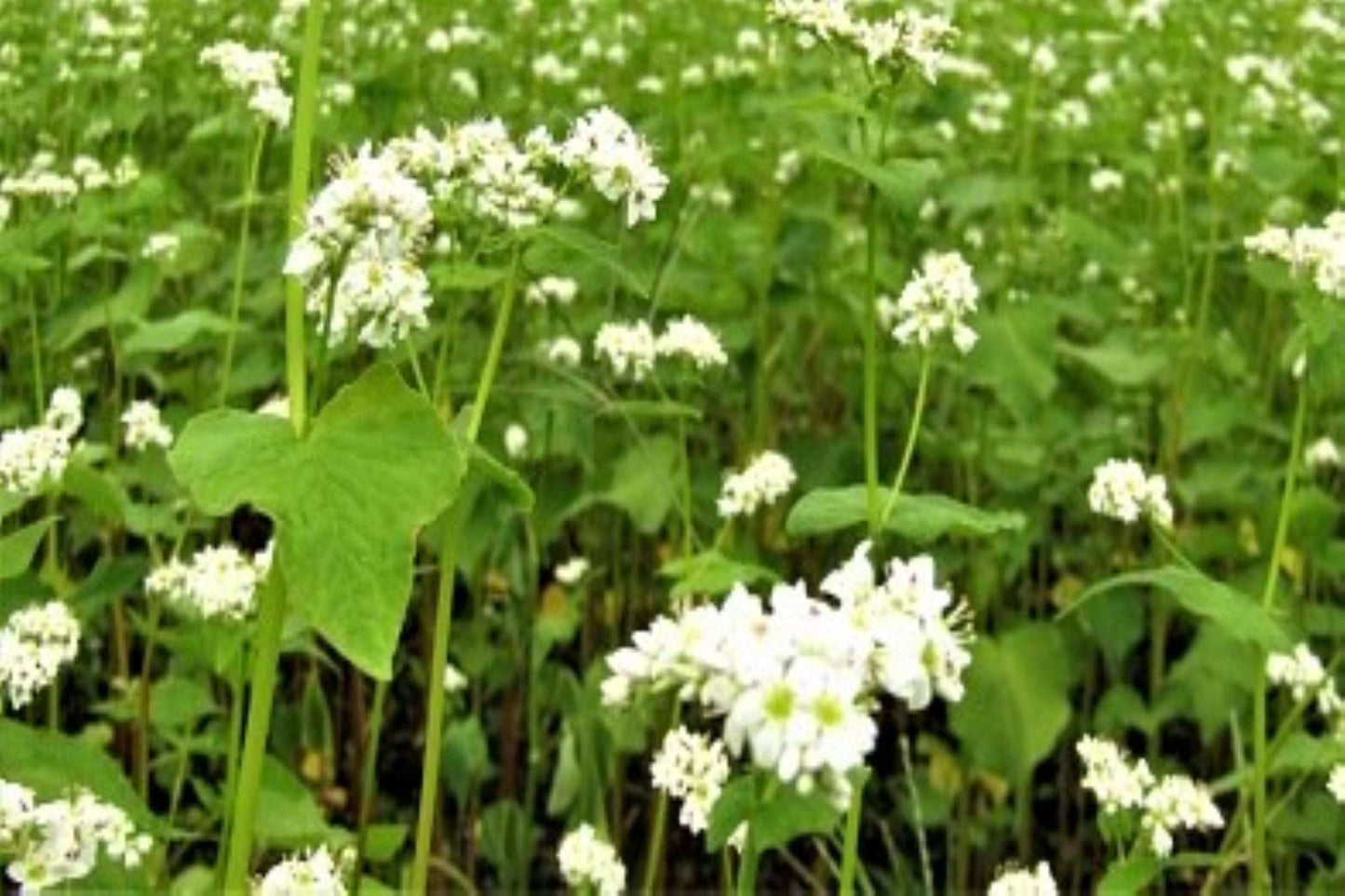 Buckwheat flowers in full bloom