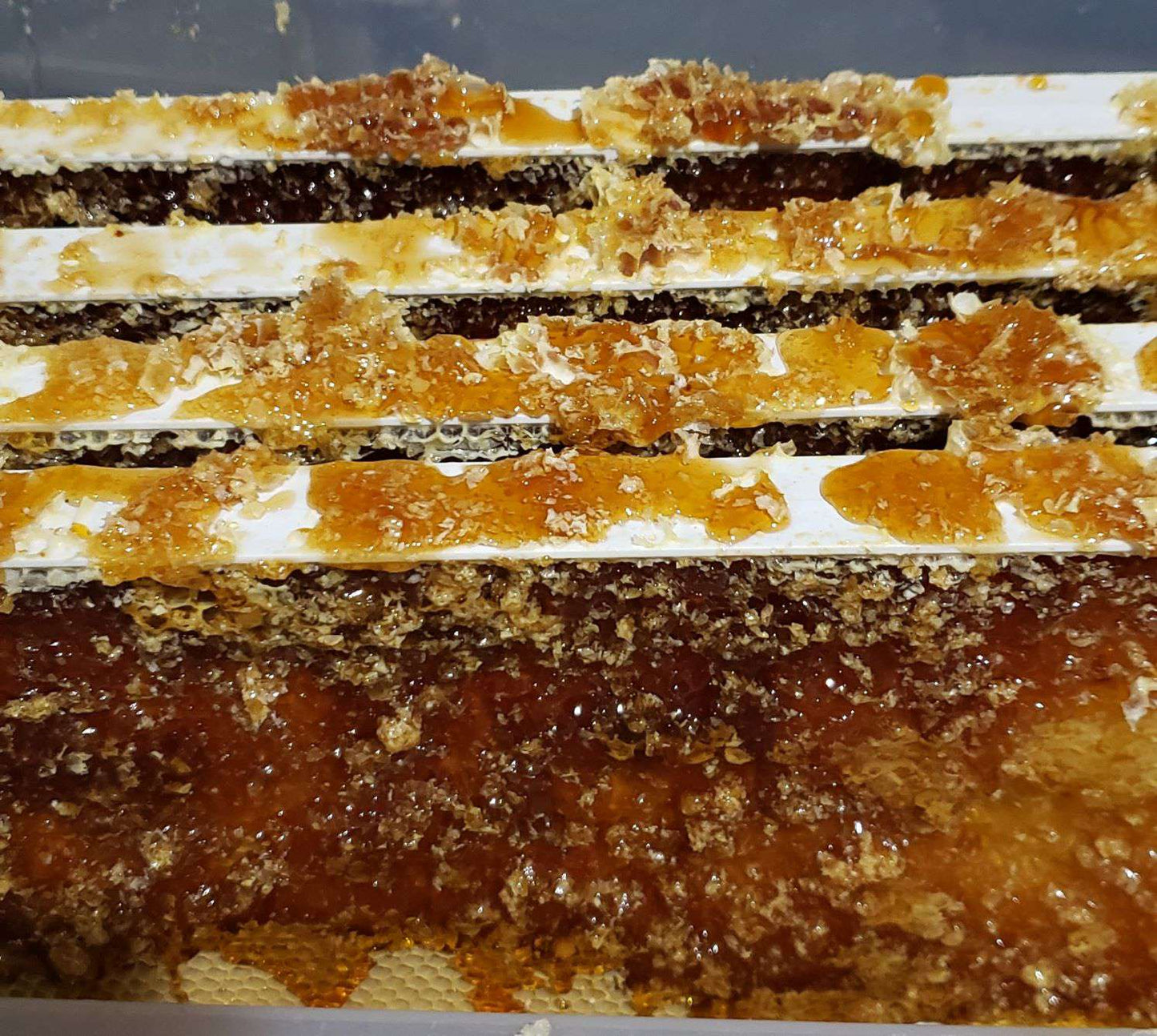Harvest Moon Honey