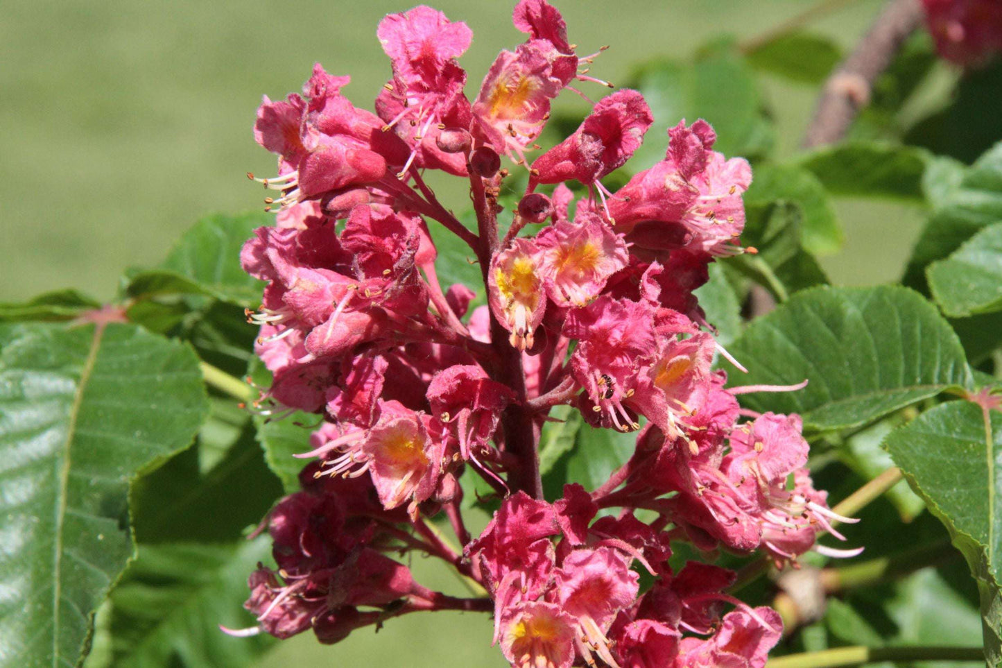 Summer Wildflower Honey