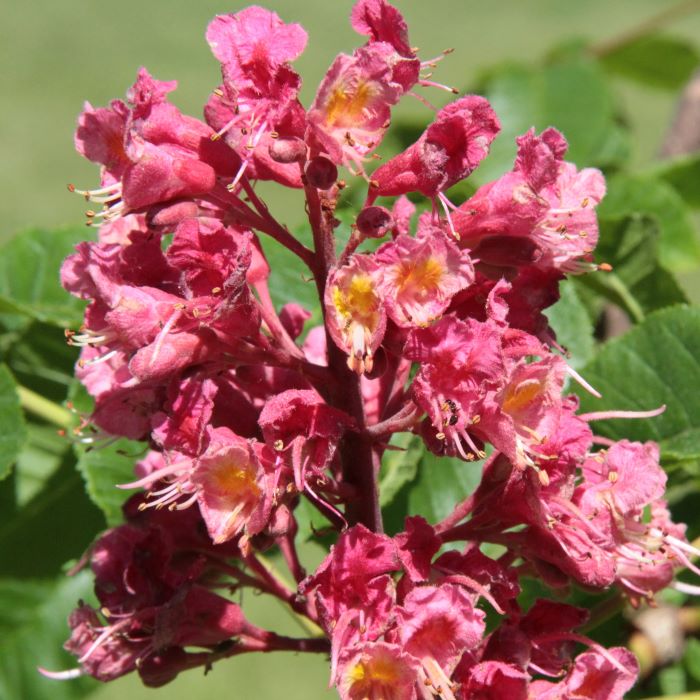 FREE HONEYBEE PLANTING GUIDE
