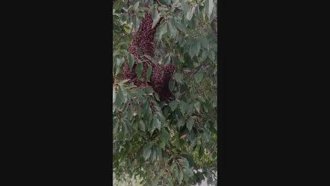 Load video: Capturing a swarm @ Beatty Honey Farm