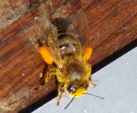 Load video: Collecting raw bee pollen from the bottom drawer of the hive
