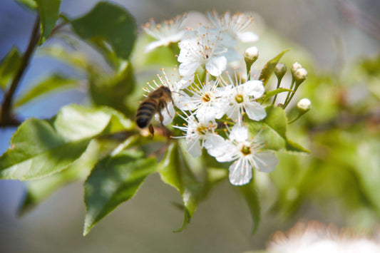 Spring Blossom Honey