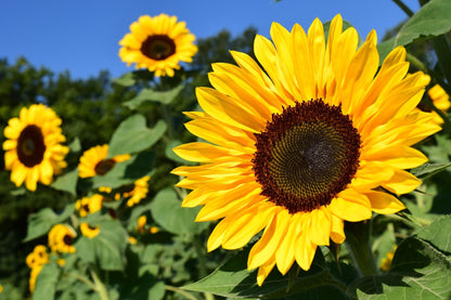 SUNFLOWER SEED PACKETS
